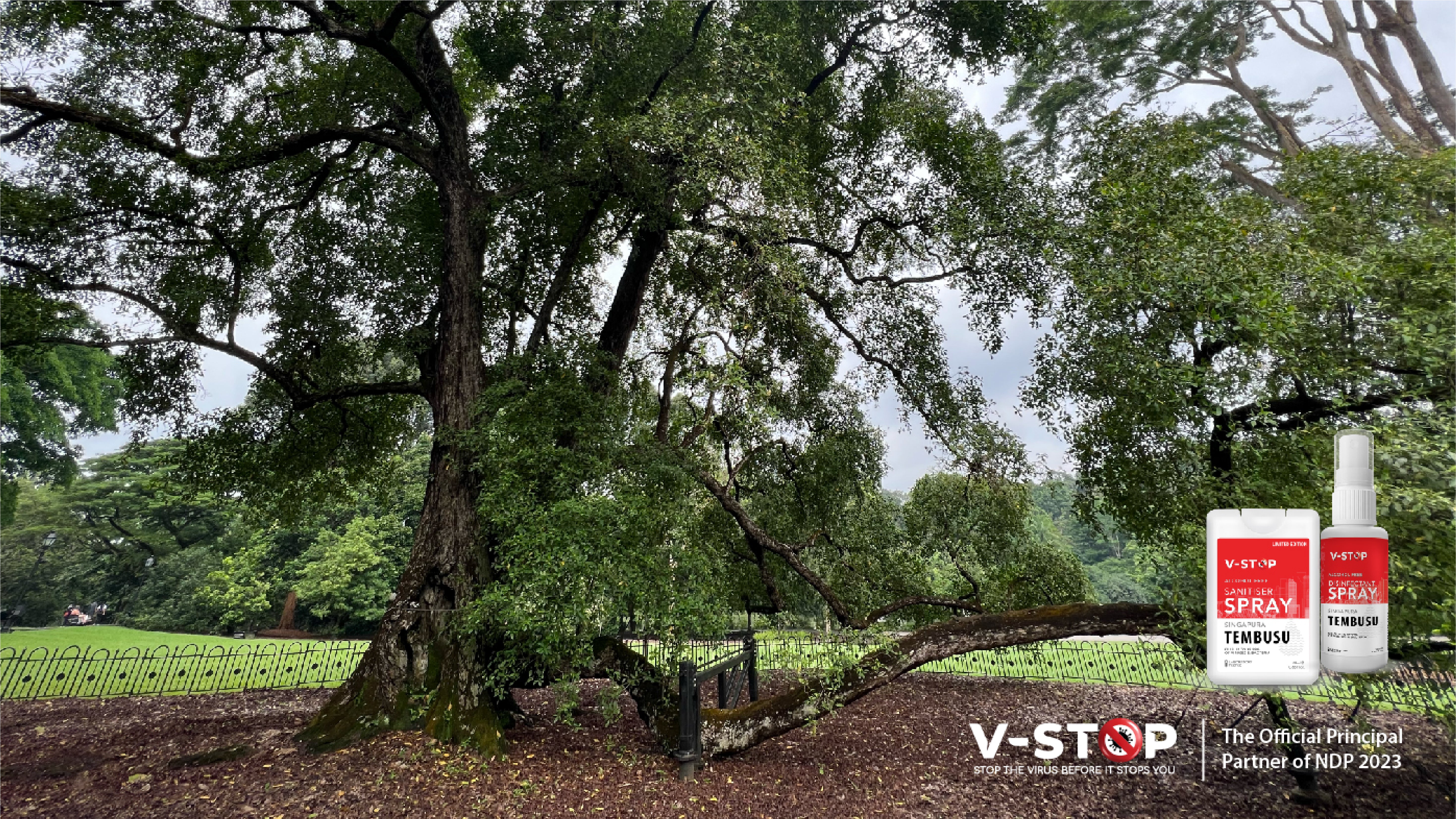 V-Stop Tembusu-Scented Sanitizer Spray - A Fusion Where Tradition Meets Innovation