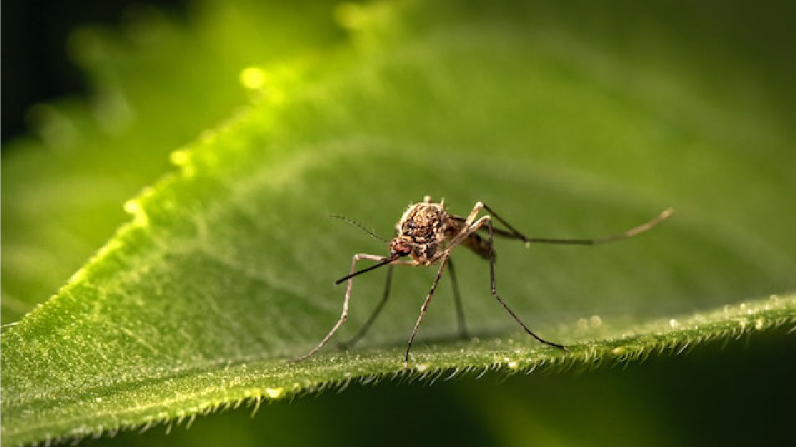 A Closer Look at the Zika Virus: Symptomatology, Transmission, and Treatment